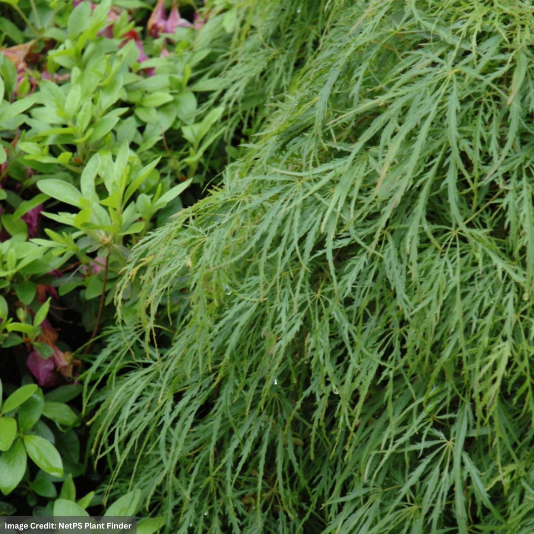 Japanese Maple – Green Laceleaf – #15 Container